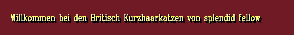 Zuchtkatzen - bkh-von-splendid-fellow.com